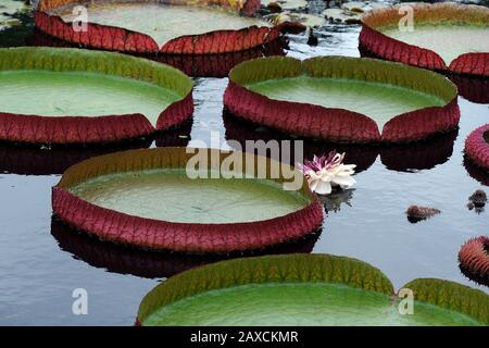 Victoria amazonica lily pad with white water lily Stock Photo