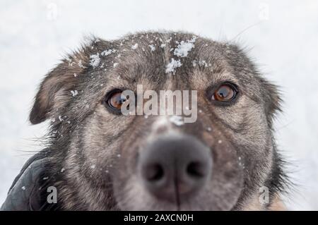 Close-up, portrait of a cute dog with big sad brown eyes and a plaintive questioning look against the background of a snow-covered space on a winter d Stock Photo