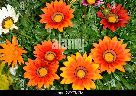 Gazania hybrid. Type Minister. Orange yellow flowers that opens in full sunshine. Stock Photo