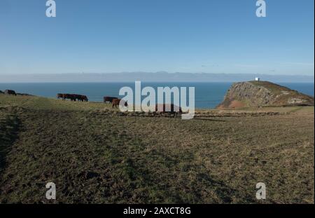 Devon Ruby Red Cattle Grazing on Moorland with Boscastle Lookout Station in the Background on the South West Coast Path in Cornwall,England,UK