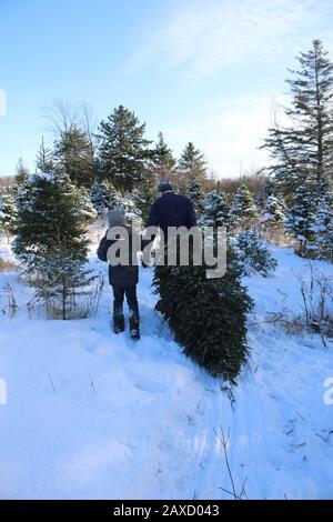 Cutting down the Christmas Tree with Grandpa Stock Photo