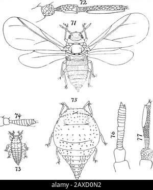 North American Phylloxerinae affecting Hicoria (Carya) and other trees ...