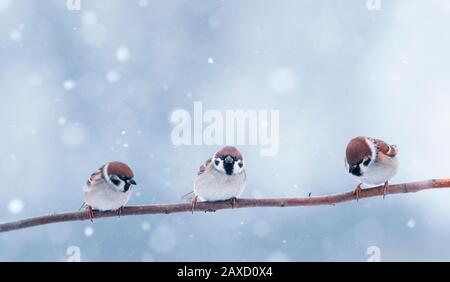 three small funny little birds sit on a branch in the winter garden under the falling snow Stock Photo