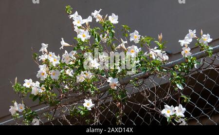 Beauty in nature image. Pretty white Pandorea Lady Di flower closeup in full bloom.  Australia. Stock Photo