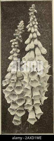 Dreer's garden book : seventy-fourth annual edition 1912 . DORONICUM. Digitalis (Foxglove). ECHINOPS (Globe Thistle). Interesting and showy thistle-like plantswith globular heads of flowers, which canbe dried and remain attractive for a longtime. Banaticus. Metallic blue flowers; 2 to3 feet.Ritro. Flowers deep metallic-blue; 3 feet.Ruthenicus. Flower heads glaucous-blue; 4 feet.Sphaerocephalus. White flower heads; 5 to 7 feet. 25 cts. each; $2.50 per doz. One each of the 4 sorts for 85 cts. EPIMEDIUM (Barren-wort. Bishops Hat). Dwarf-growing plants, with leathery foliage and panicles of intere Stock Photo