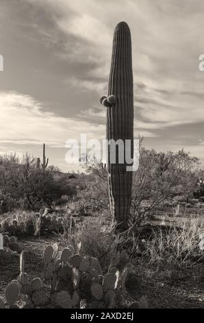 Saguaro cacti (Carnegiea gigantea), and surrounding plants at saguaro forest, Saguaro National Park, Arizona, USA, in black and white. Stock Photo