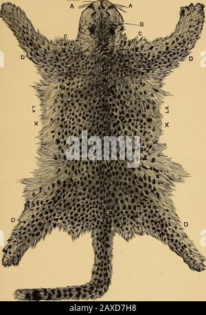 Colouration in animals and plants . Fig. 9.—Leopard.The pattern changes ...