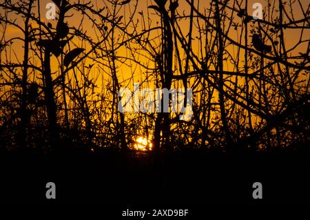 Silhouette of apple tree branches with the setting sun and orange sky in the background Stock Photo