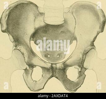 inferior pubic ligament