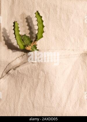 Small green cactus in a white towel Stock Photo