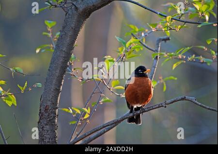 American robin portrait on nearly morning in spring Stock Photo