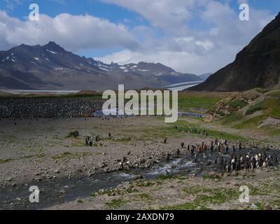 Islands of South Georgia with their animals Stock Photo