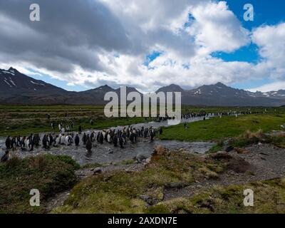 Islands of South Georgia with their animals Stock Photo