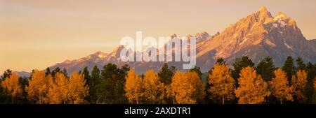 Aspen trees on a mountainside, Grand Teton, Teton Range, Grand Teton National Park, Wyoming, USA Stock Photo