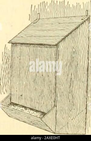 The business hen (a new brood) . n, and a row ofnests underneath (see Fig. 20). A shell or grit box, made like Fig.21, is fastened to the wall so it is easily removable. The dust box, and •water basin, complete the furnishing of the house. The scratching-shedhouse is particularly adapted to breeding stock, and is a little more expen-sive than the plans given here, but where you want the best results fromyour breeders it is worth the extra cost. In Fig. 10 you notice the windowsare low and should be made of muslin tacked on stiff frames, the wholehinged, making a door when you wish, and always Stock Photo