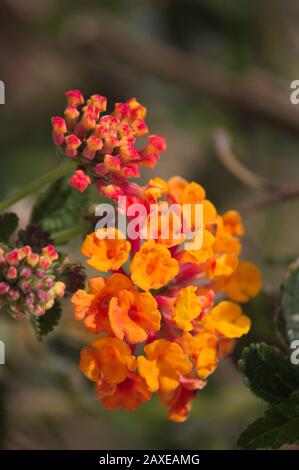 Close-up of some orange and yellow flowers of the lantana camara plant with unfocused background Stock Photo