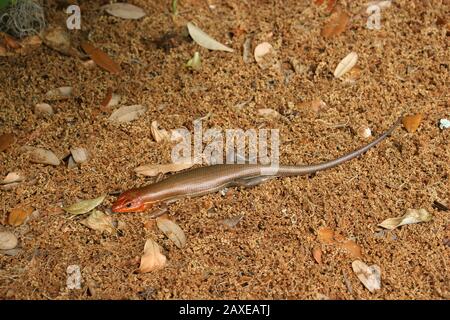 Broadhead Skink (Plestiodon laticeps), South Carolina, USA, by Dembinsky Photo Assoc Stock Photo