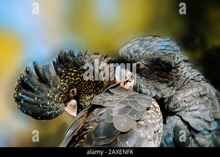 Loved up pair of Red tailed Black Cockatoos, native to Australia. Stock Photo