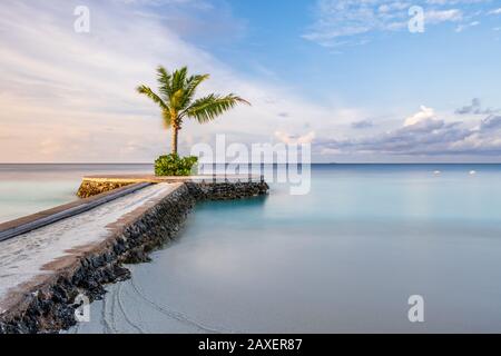 A lone palm tree sits on the end of a pier with a blue sky at the stunning W Hotel in the Maldives Stock Photo