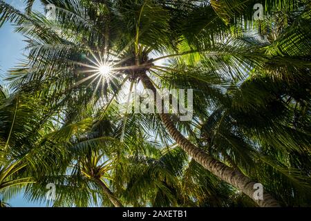 Looking up at the sun shining through the palm trees Stock Photo