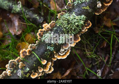 Green lichen and brown fungus fruiting bodies growing on fallen dead decaying tree branch on ground in woods at Littleworth Common, Esher, Surrey Stock Photo