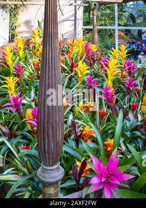 Display of colourful bromeliads in the Giant Houseplant Takeover, an event held in the Glasshouse at RHS Gardens, Wisley, Surrey, UK Stock Photo