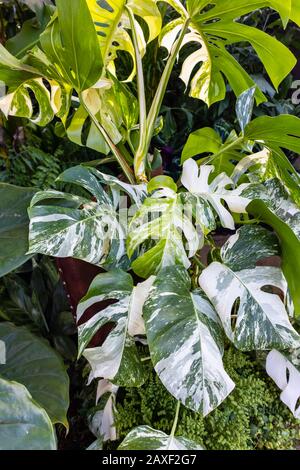 Variegated Monstera deliciosa (Swiss cheese plant) in the Giant Houseplant Takeover, an event held in the Glasshouse at RHS Gardens, Wisley, Surrey, U Stock Photo