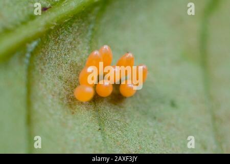 Extreme close-up of insect eggs, ladybug clump of orange eggs on a leaf from a tropical garden Stock Photo