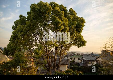 Large tree in quiet Japanese neighborhood at sunset Stock Photo