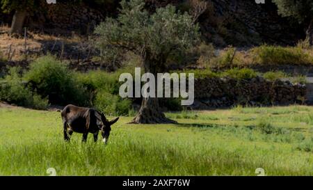 Donkey standing in field looking at camera  with olive tree in the background on the island of Lesvos in Greece Stock Photo