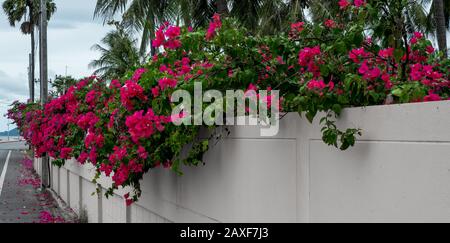 fuschia and pink bougainvillea flowers hanging over wall on the side of the road in Pranburi Thailand Stock Photo