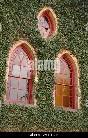 Stained glass windows and ivy covered exterior walls of the Rehoboth Rock Church/ Rehoboth Mennonite Church in Schuyler, VA, USA Stock Photo