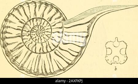 A manual of the Mollusca, or, A rudimentary treatise of recent and fossil shells . atf, Esq. X Fig. 53. Goniatites sphericus, Sby. Front and side viev.-s of a specimen from theearb limestone of Derbyshire, in the cabinet of Mr. J. Tennant; the body-chamberand shell-wall have been removed artificially. CEPHALOPOPA. GoNiATiTES, De Haan.gonia, angles (should be written gonialitcs ?).Syn., aganides, ]Iontf. Examples, G. Henslowi, pi. III., fig. 1., G. sphericus, fig. 53, and 39.Shell, discoidal; sutiu-es lobed ; siphuncle dorsal.Bistr. 150 sp. Devonian—Trias, Europe. Bactrites, Sandbergcr (= sten Stock Photo