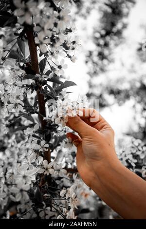Woman hand touching gentle white apple blossom flowers on a tree branch, close-up. Flowering cherry tree Stock Photo
