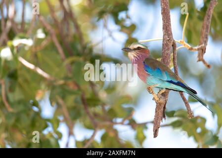 The iconic and very beautiful Liliac-breasted roller. Taken on safari in Tarangire National park, Tanzania, Africa Stock Photo