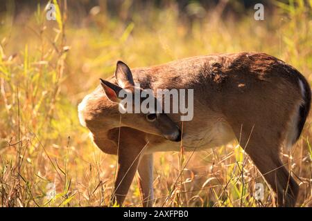 White-tailed deer Odocoileus virginianus forages for clover in the wetland and marsh at the Myakka River State Park in Sarasota, Florida. Stock Photo