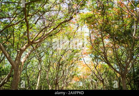 Flam-boyant on wayside Stock Photo