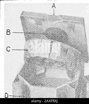 Poultry culture sanitation and hygiene . Fig. 174.—The interior part of the metal hover, shown in Fig. 173. Thesefeathers are turkey feathers. can be transferred to the fireless brooders, and the heatedbrooders can again be used for the newly hatched chicks. BROODING 449 When the chicks are first placed in the fireless brooder itwill be necessary to watch them closely, as it will be foundnecessary to place them under the hover until they learn togo under it themselves.. Stock Photo