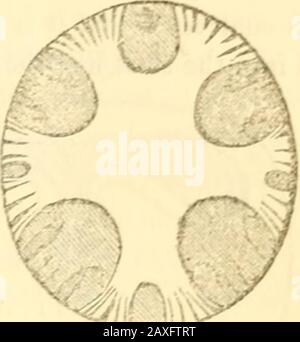 A manual of the Mollusca, or, A rudimentary treatise of recent and fossil shells . Fig. 35. Nautilus. Fig. 36. Clymenia. Fig. 37. riiint-^.^ The air-chambers of the recent nautilus are lined by a very thin, liaDgmermbrane; those of the fossil orthocerata retain indications of a thick vascu-lar lining, connected vdh. the animal by spaces between the beads of thesiphuncle. t The bodij-chamher is always very capacious; in the recent nautilus itscavity is twice as large as the whole series of air-cells ; in the goniatite (fig.89), it occupies a whole whirl, and has a considerable lateral extensi Stock Photo