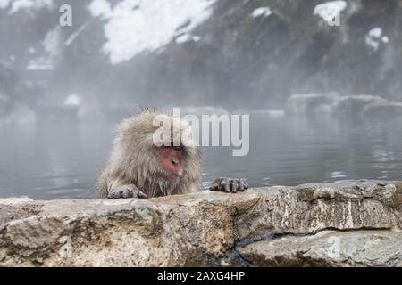 Snow Monkey or Japanese Macaque in a hot spring onsen in Jigokudani, Nagano, Japan Stock Photo