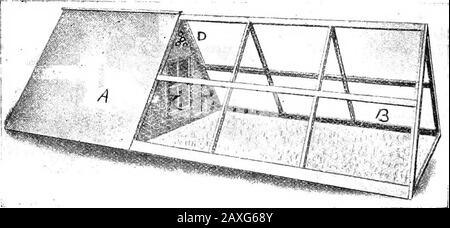 Poultry culture sanitation and hygiene . FiG. 149.—A portable colony house for the youngsters. fectant; again dust the hen with insect powder and let herbrood her chicks in the box. If the sitting hen is quiet during hatching leave the chicksunder her, as artificial heat is not likely to perfectly take theplace of the heat from the body of the mother. As soon as hatching is over and the brood and hen areremoved to comfortable quarters the hen should be properly fedand watered, since she has in all probability eaten very littleduring the last two or three days. This feed may consist ofwet bran Stock Photo