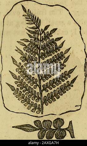 The pictorial sketch-book of Pennsylvania : or, its scenery, internal improvements, resources, and agriculture, popularly described . FIG. 1.—NEUROPTERIS. nerve fern, which are plentifully distributed in the coal. Figure 2 is aspecimen of the odontopteris, or tooth-fern, not so numerous as theformer, but still characteristic of this formation. The next, Anom-opteris, are seldom met with, but nevertheless flourished in this era. ANTHRACITE COAL FORMATION 125. Stock Photo