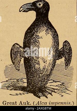 The Penguin English Dictionary Stock Photo - Alamy