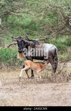 Wildebeest mother and feeding her calf whilst sheltering under an Acacia tree.Taken during the February calf drop season in Tanzania. Stock Photo