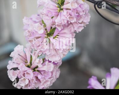 Garlic Vine Plants growing woody climbing vine with beautiful flowers, violet color nature background Stock Photo