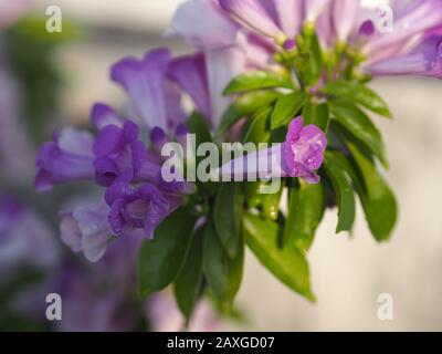 Garlic Vine Plants growing woody climbing vine with beautiful flowers, violet color nature background Stock Photo