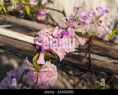 Garlic Vine Plants growing woody climbing vine with beautiful flowers, violet color nature background Stock Photo