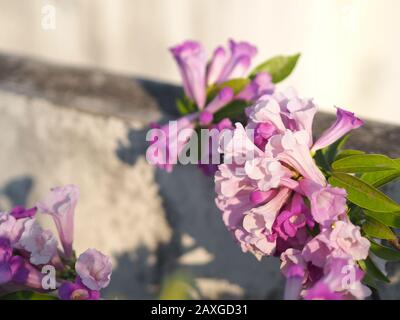 Garlic Vine Plants growing woody climbing vine with beautiful flowers, violet color nature background Stock Photo