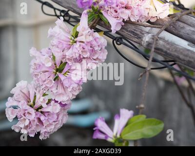 Garlic Vine Plants growing woody climbing vine with beautiful flowers, violet color nature background Stock Photo