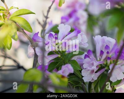 Garlic Vine Plants growing woody climbing vine with beautiful flowers, violet color nature background Stock Photo